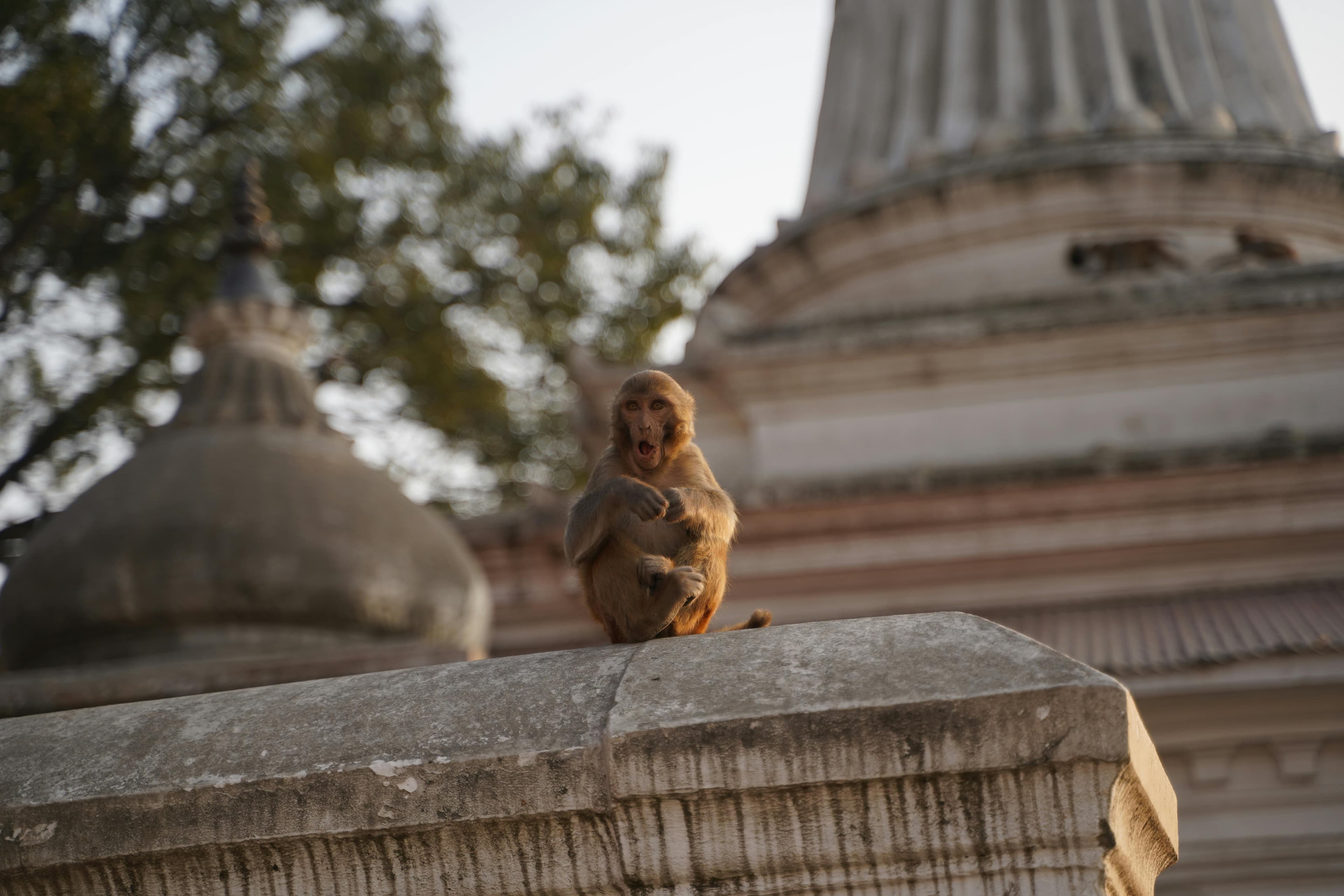 Festival gathering at Pashupatinath Temple
